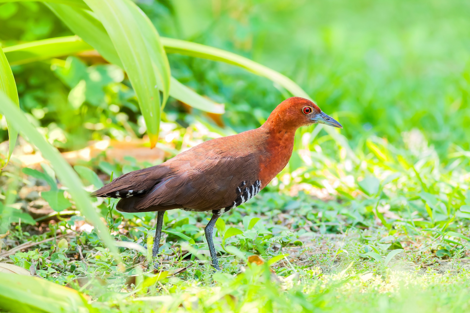 The slaty-legged crake By tanoochai